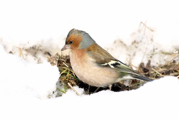 燕雀雪地上，fringilla coelebs — 图库照片