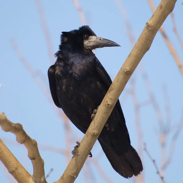 Rook, Corvus frugilegus — Photo
