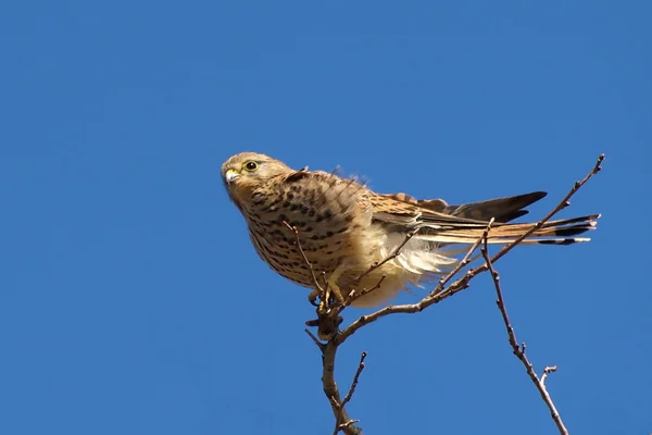 Frequentes Kestrel, Falco tinnunculus — Fotografia de Stock