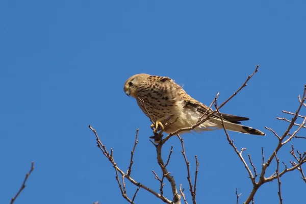 Frequentes Kestrel, Falco tinnunculus — Fotografia de Stock