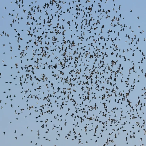 Flock av fåglar med blå himmel — Stockfoto