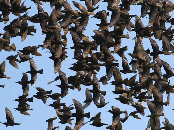 Acercamiento bandada de aves en el cielo azul — Foto de Stock