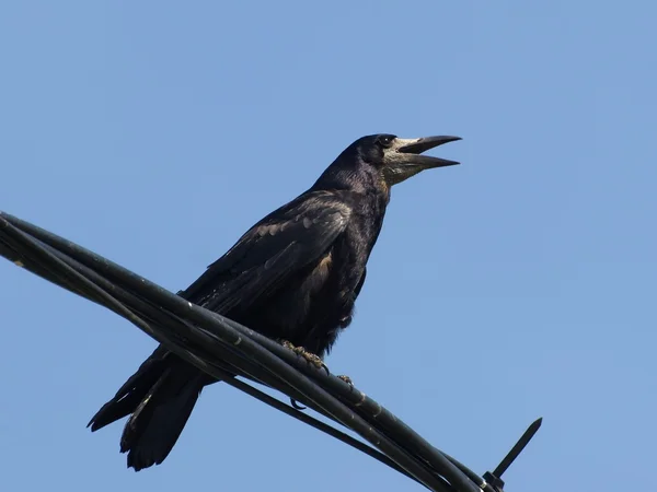 Ладья, corvus frugilegus — стоковое фото