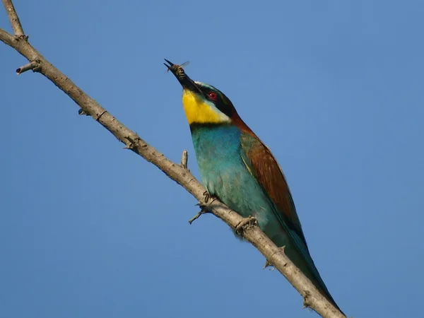 European Bee eater and catch bee Merops apiaster — Stock Photo, Image