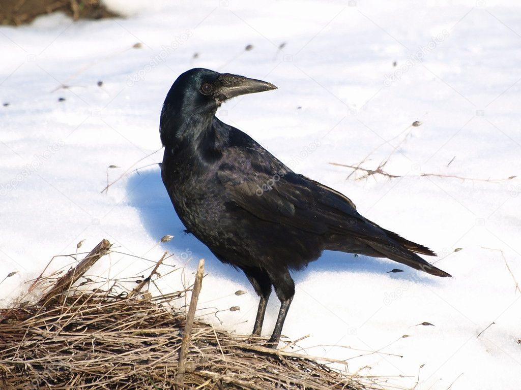 Rook on snow Corvus frugilegus. Rook in winter time,