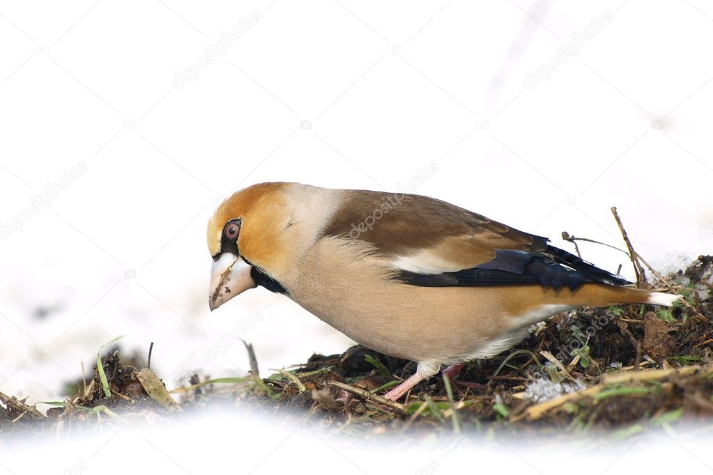Hawfinch on snow, Coccothraustes coccothraustes