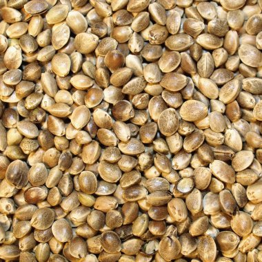 Macro Hemp seed clipart