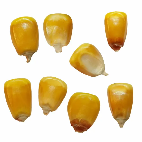 Macro milho kernel isolado no fundo branco — Fotografia de Stock