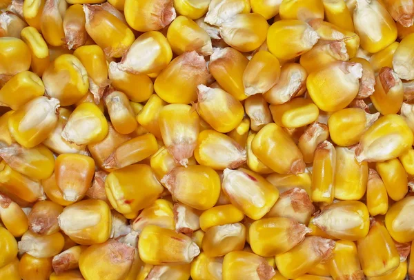 Macro fundo de milho — Fotografia de Stock