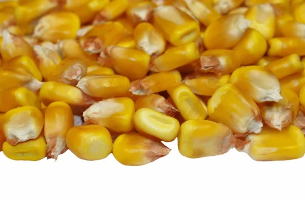 Makró kukorica elszigetelt fehér background — Stock Fotó