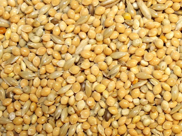 Макро корм для птиц, смешанные зерновые продукты для буджеригаров — стоковое фото