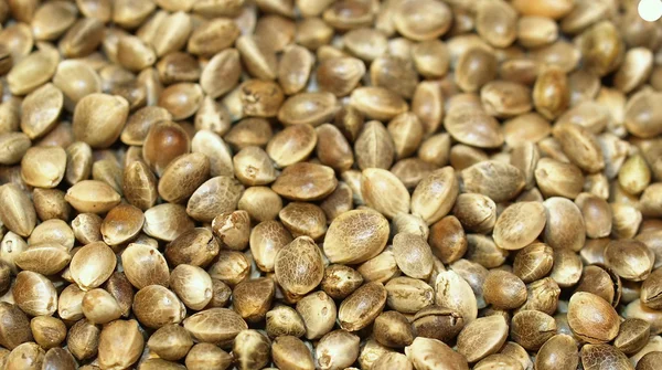Macro semi di canapa — Foto Stock