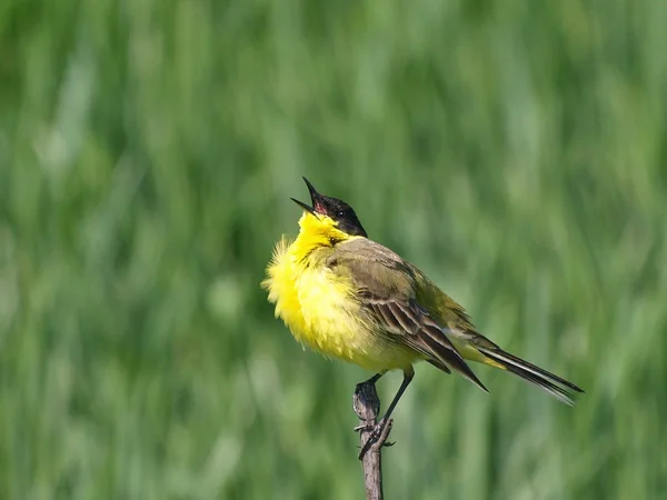 Yellow Wagtail singing with green background, Motacilla flava — Stock Photo, Image