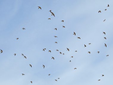 Kırlangıçlar, kum martin beyaz zemin üzerine izole Kuşlar sürüsü