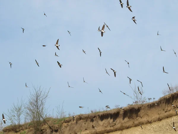 Hirondelles, Martin de sable troupeau d'oiseaux isolés sur fond blanc — Photo
