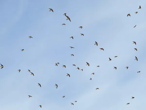 Golondrinas, bandada de aves de arena Martin aisladas sobre fondo blanco — Foto de Stock