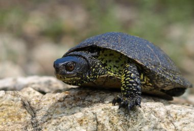 European Pond Terrapin (Emis orbicularis) clipart