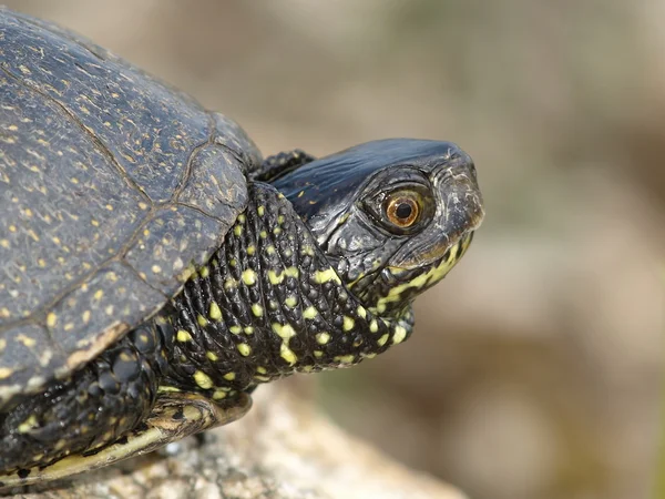 stock image European Pond Terrapin (Emis orbicularis)