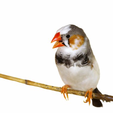 Zebra Finch isolated on white background (Taeniopygia guttata) clipart