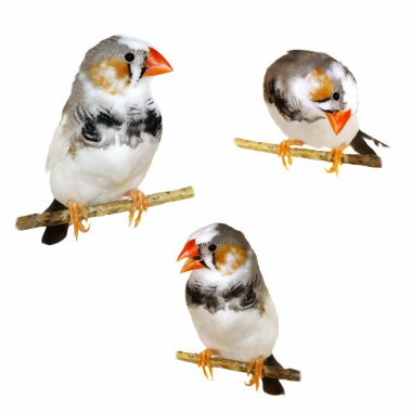 Zebra Finch, Taeniopygia guttata, isolated on white background clipart