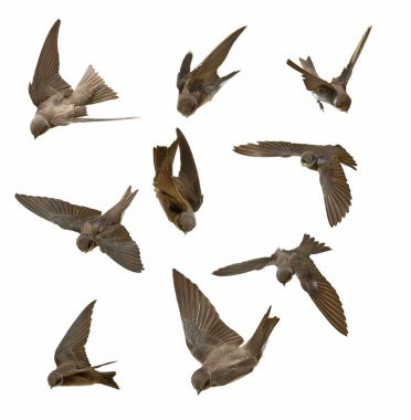 Set Sand Martin, swallows in flight isolated on white background, riparia clipart