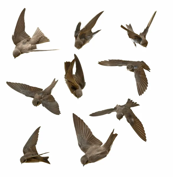 Set Sand Martin, swallows in flight isolated on white background, riparia — Stock Photo, Image