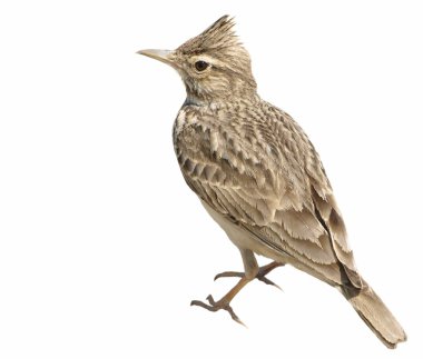 Crested Lark isolated on white background, Galerida cristata clipart