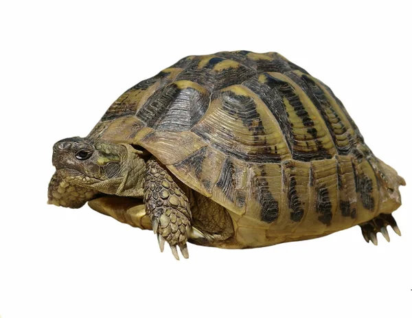 Χελώνα χελώνα του Herman που απομονώνονται σε λευκό φόντο testudo hermanni — Φωτογραφία Αρχείου