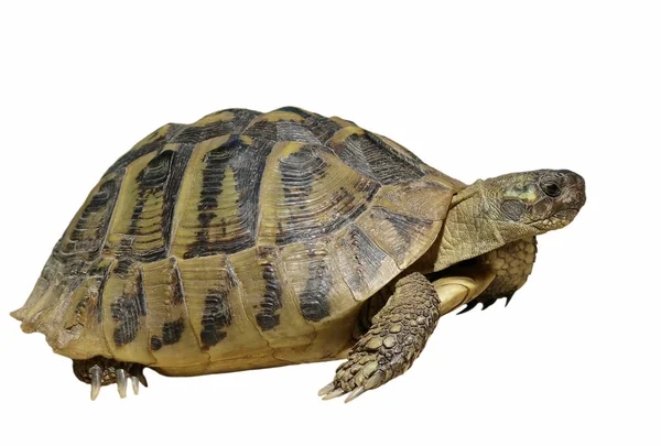 Beyaz arka plan testudo hermanni üzerinde izole Herman'ın kaplumbağa kaplumbağa — Stok fotoğraf