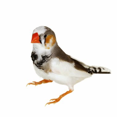 Zebra Finch isolated on white background, Taeniopygia guttata clipart