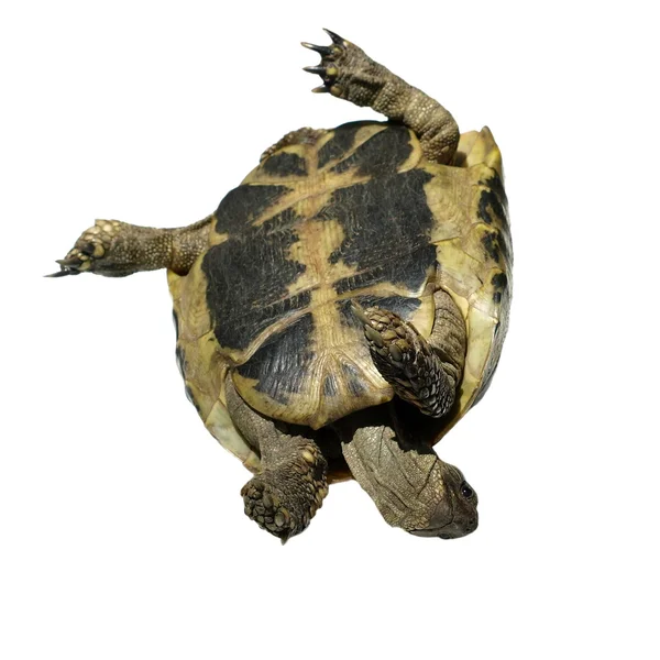 Sköldpaddan isolerad på vit bakgrund testudo hermanni, — Stockfoto