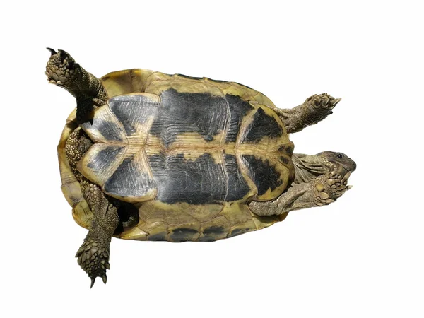 Schildpad geïsoleerd op witte achtergrond testudo hermanni, — Stockfoto