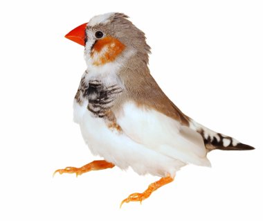 Zebra Finch isolated on white , Taeniopygia guttata, clipart