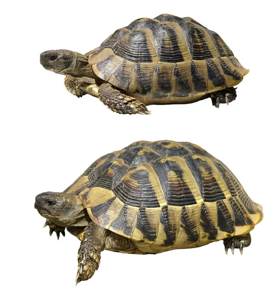 Schildpad geïsoleerd op wit, testudo hermanni, (herman de schildpad) — Stockfoto