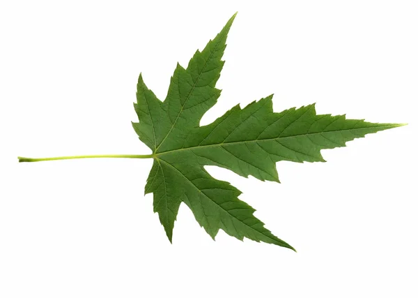 Vackra gröna blad isolerade vit bakgrund — Stockfoto