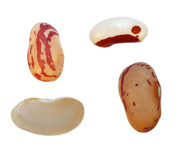 分離された腎臓豆ホワイト バック グラウンド — ストック写真