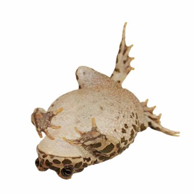 Avrupalı yeşil karakurbağası beyaz, karakurbağasıdır ve (bufo viridis izole.),