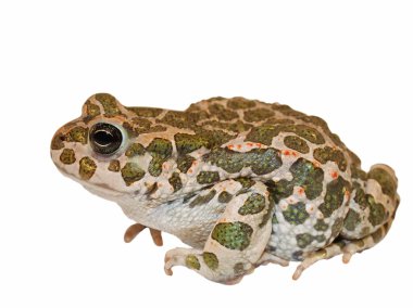 European Green Toad isolated on white, Pseudepidalea virdis (Bufo viridis), clipart