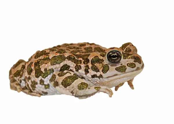 Европейская зеленая жаба, изолированная на белом, Pseudepidalea virdis (Buzviridis) ), — стоковое фото