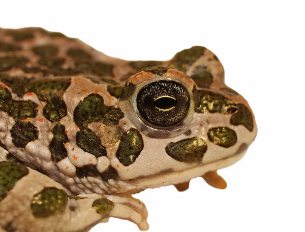 European Green Toad isolated on white, Pseudepidalea virdis (Bufo viridis), — Stock Photo, Image