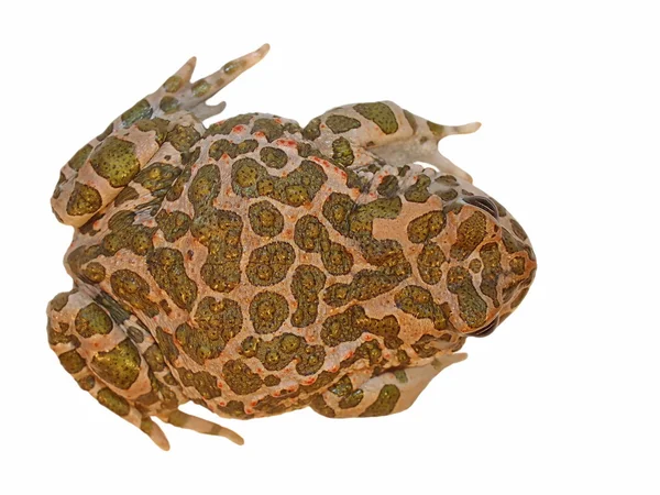 Europese groene pad geïsoleerd op wit, pseudepidalea virdis (bufo viridis), — Stockfoto