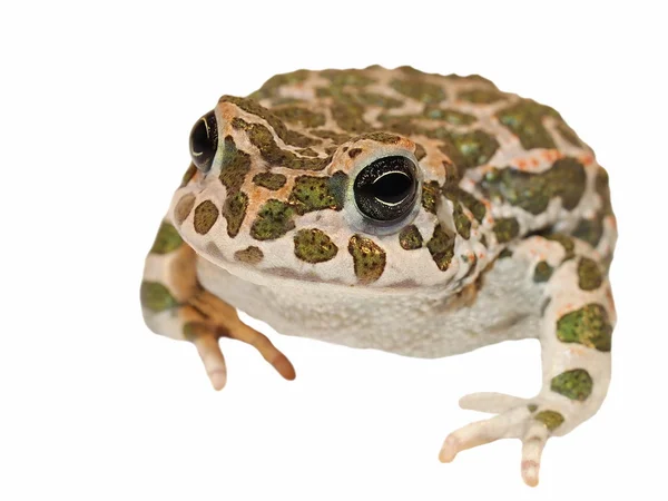 European Green Toad isolated on white, Pseudepidalea virdis (Bufo viridis), — Stock Photo, Image