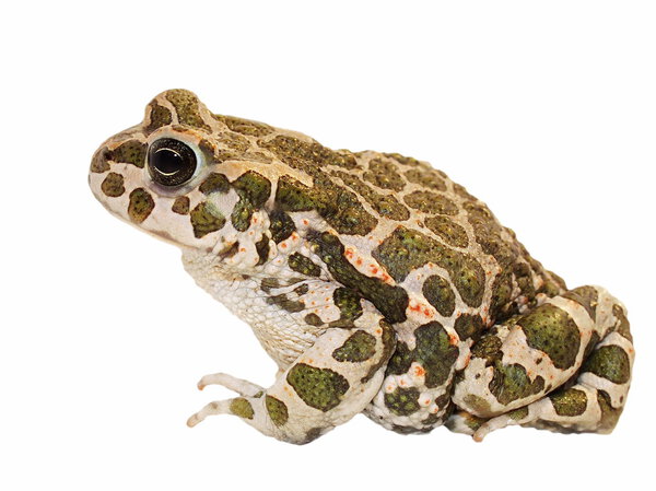European Green Toad isolated on white, Pseudepidalea virdis (Bufo viridis),