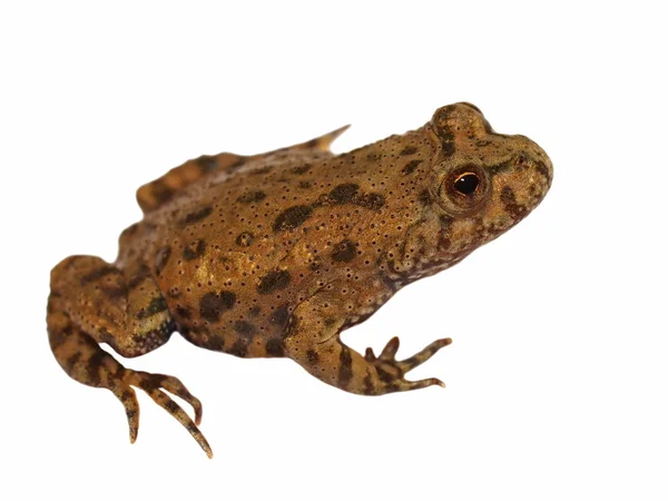 Mała żaba na białym tle na białym tle, tekstury (żaba śmieszka, pelophylax r — Zdjęcie stockowe