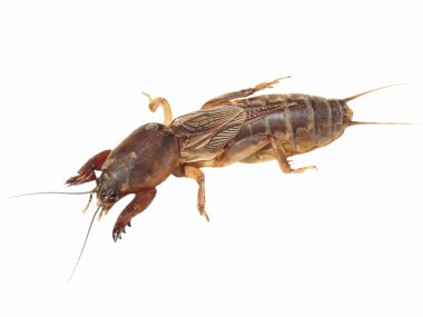 Mole cricket isolated on white background (Gryllotalpidae) clipart