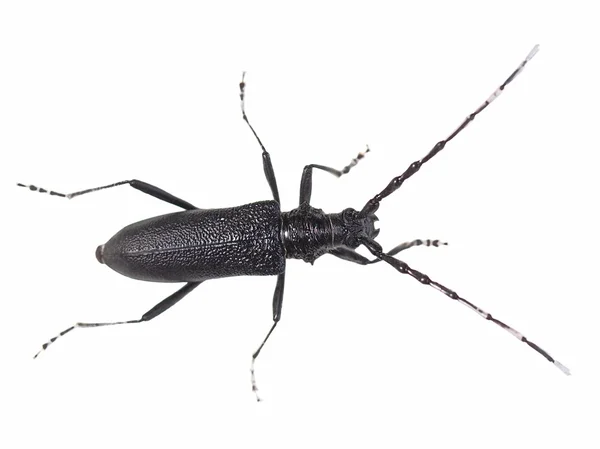 在白色背景上的甲虫 cerambyx scopolii — 图库照片