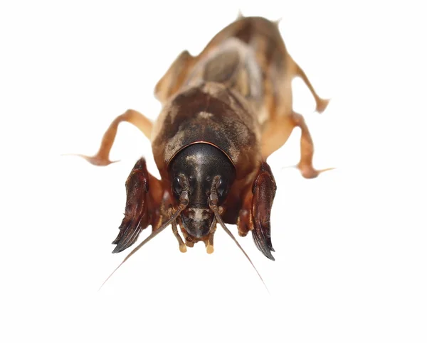 Mole cricket isolated on white background (Gryllotalpidae) — Stock Photo, Image