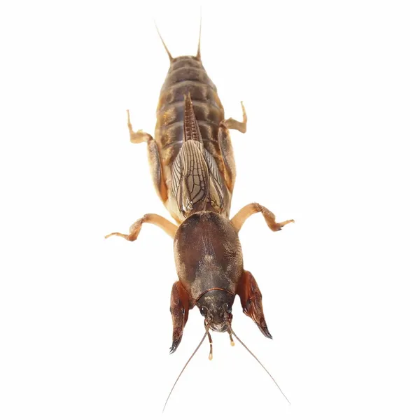 白色背景的鼠蟋蟀（Gryllotalpidae）) — 图库照片