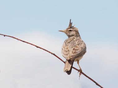 Crested Lark, Galerida cristata clipart