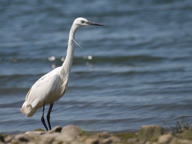 nehir Tuna, egretta garzetta üzerinde küçük ak balıkçıl